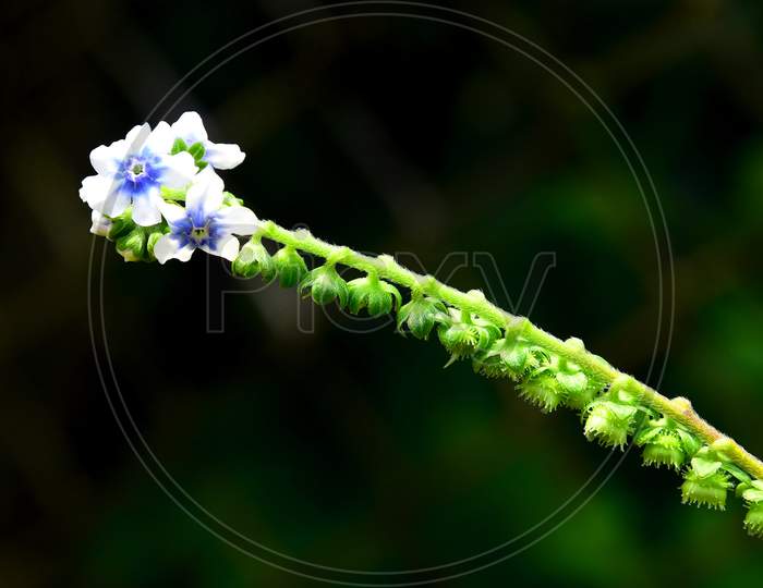 Seasonal Wild Flowers Blooming In Kaas Plateau , Maharashtra