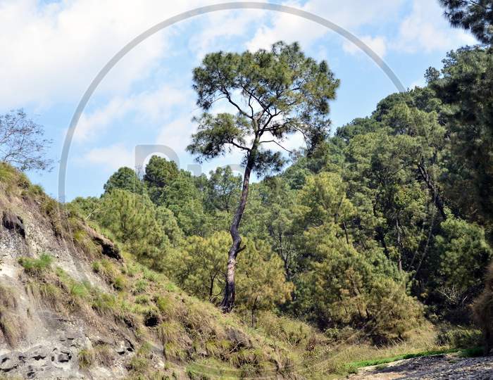 Pine Tree In Shoreline Of Amb River Himachal Pradesh India