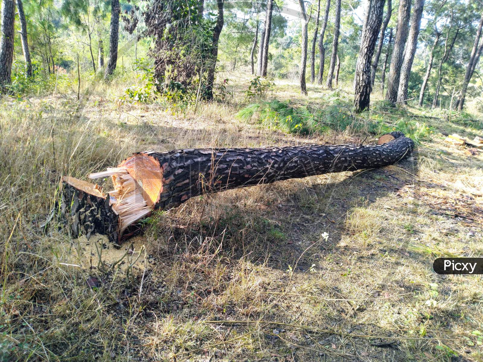 Pine Tree Cuttings Process In Jungle Himachal Pradesh India 