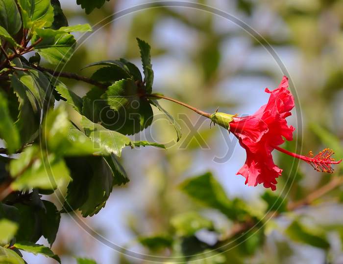 A Red Hibiscus Flower Is Blossoming On Plant Of Hibiscus