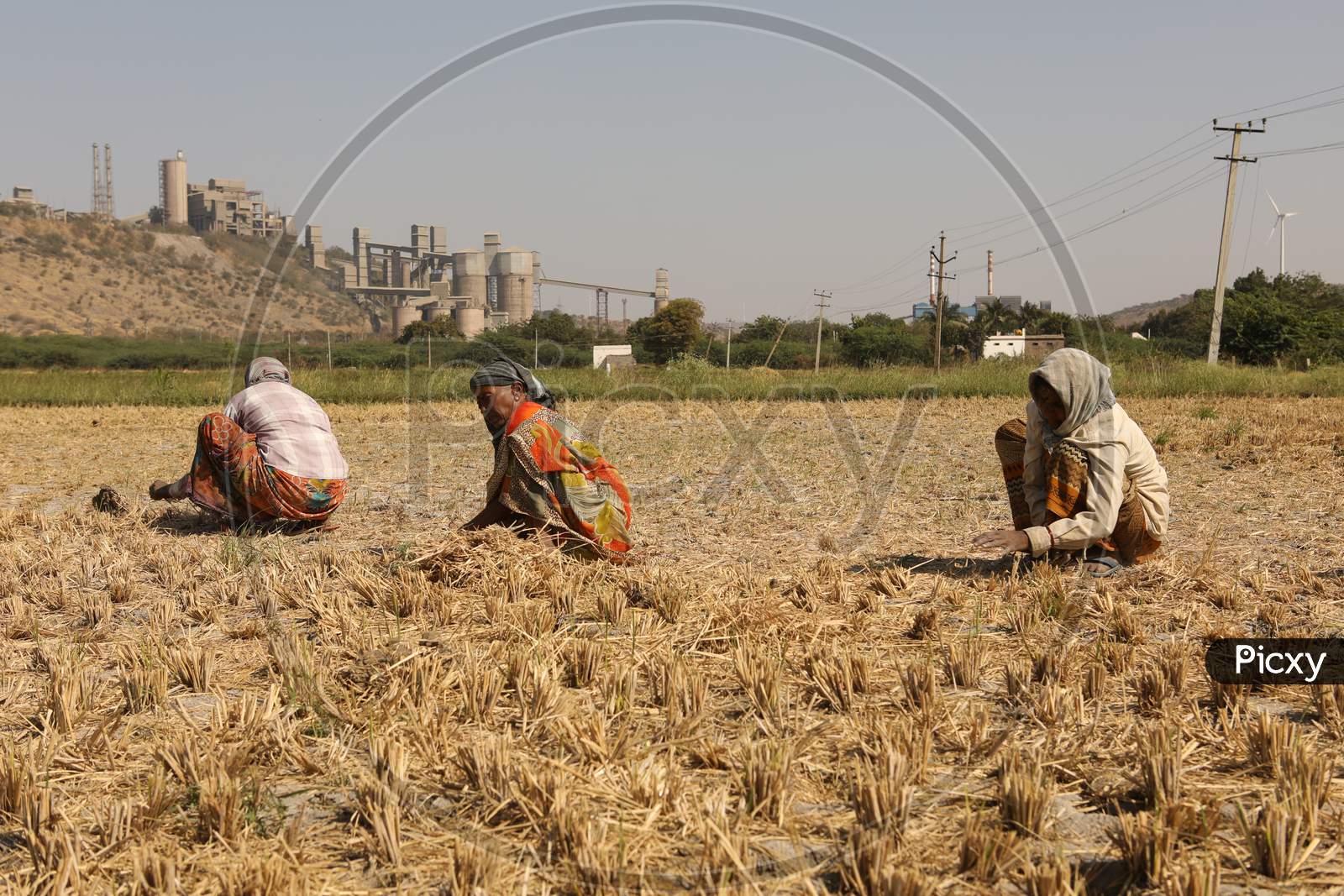 Indian Woman Farmers Working in Agricultural Fields