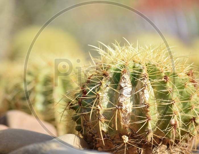 Golden barrel cactus flower