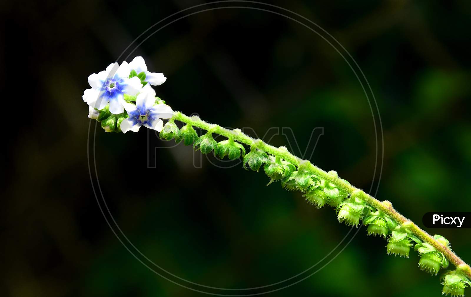 Seasonal Wild Flowers Blooming In Kaas Plateau , Maharashtra