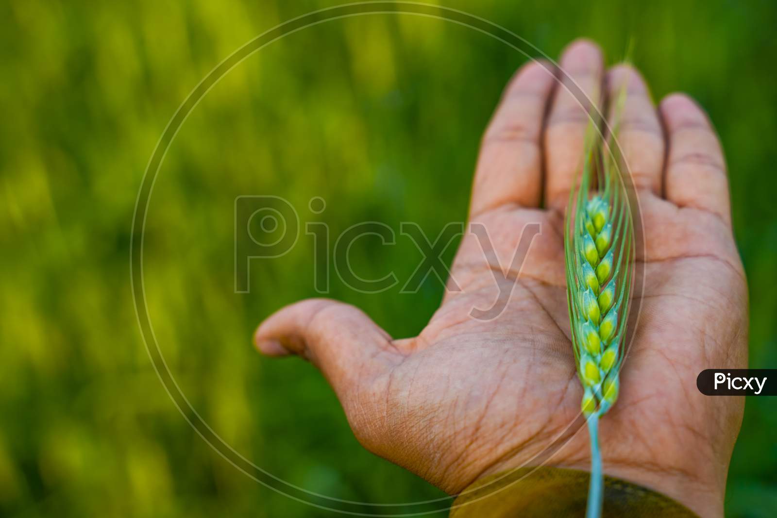 Closeup Of Young Ears of Wheat On Farmer Hand  In Agricultural Fields Or Farm Lands
