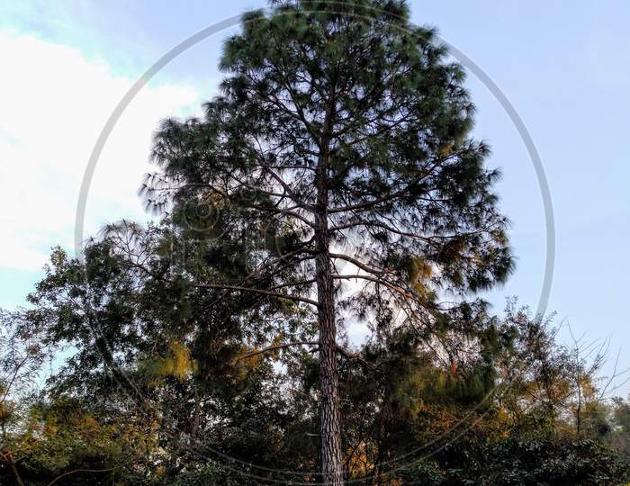 Pine Tree In Jungle Of Nadaun Himachal Pradesh India 