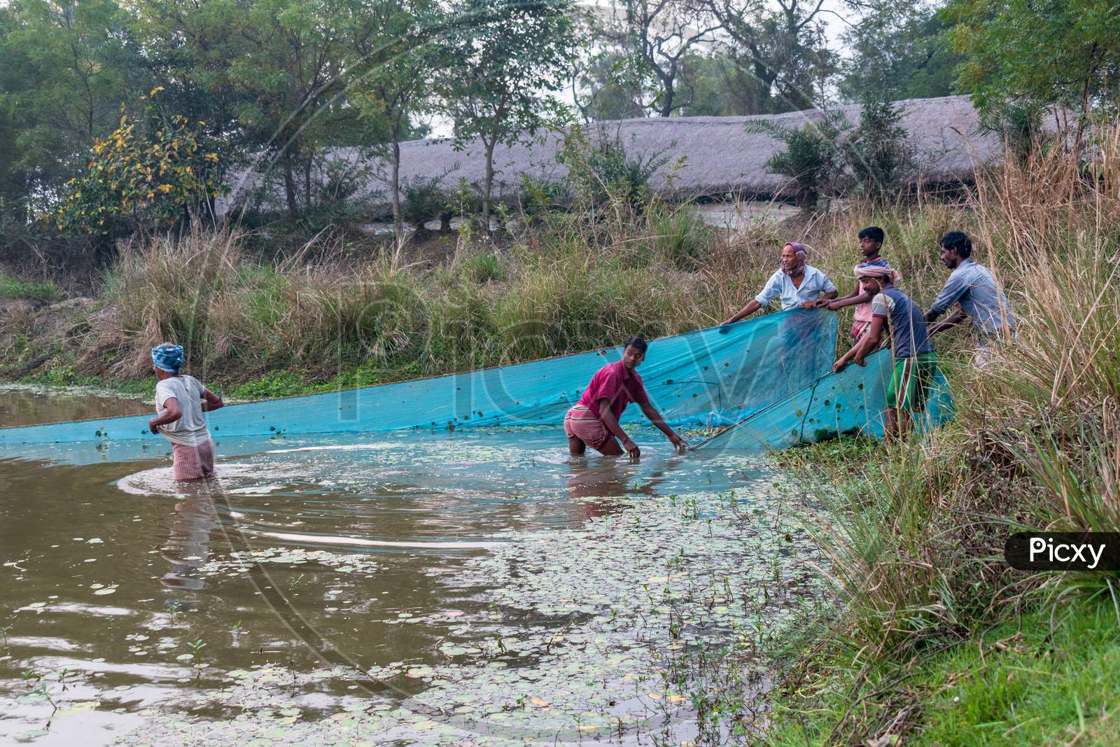 Some poor fisherman in a village in West Bengal, India, is fishing with nets from the pond