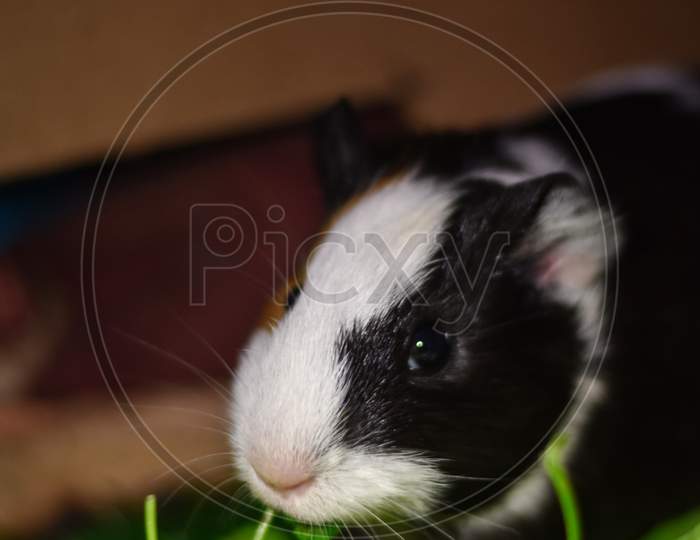 black and white guinea pig eating a grass