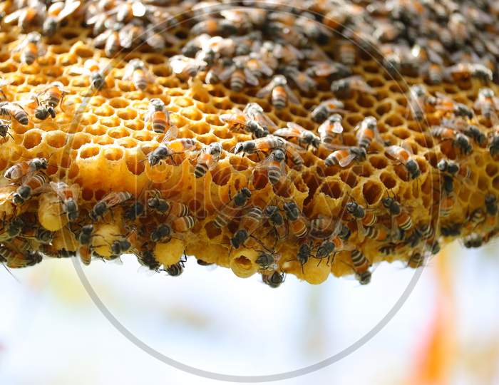 Close Up Of Honey Bees Working On Yellow Honeycomb