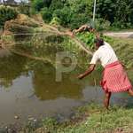 Image of A village fisherman is throwing a net for fishing in a pond -WJ078942-Picxy
