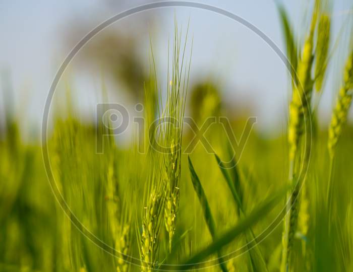 Young Ears of Wheat Plants Growing in Agricultural Fields Closeup