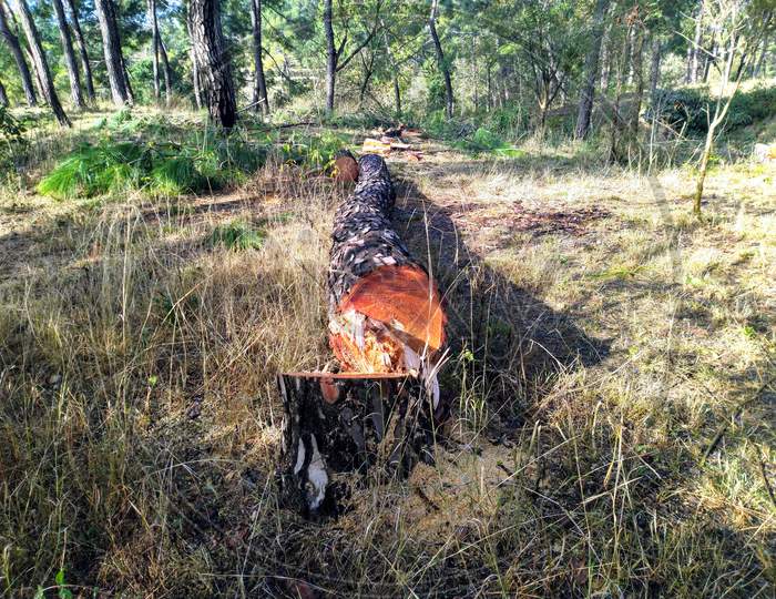 Pine Tree Cutting Process In Jungle Himachal Pradesh India