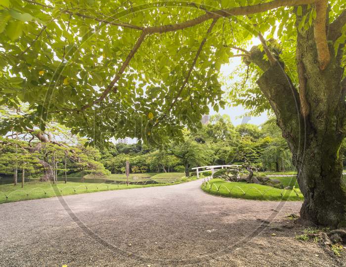 Small Japanese Bridge Of Koishikawa Korakuen Park In Tokyo Surrounded By Beautiful Pines, Maples And Cherry Trees. It Separates The Main Lake Osensui, Which Is An Evocation Of Lake Biwa And The Hasuike Stall Filled With Sacred Lotus Whose Buds Are About To Bloom.