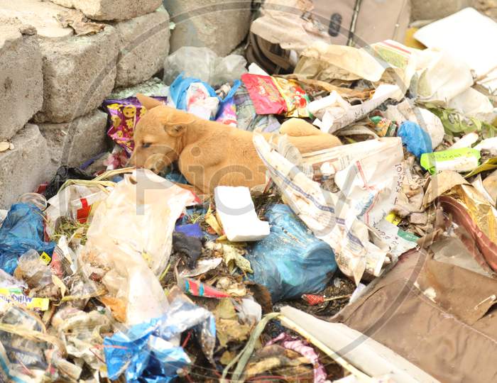 A Dog Sitting In trash Bin