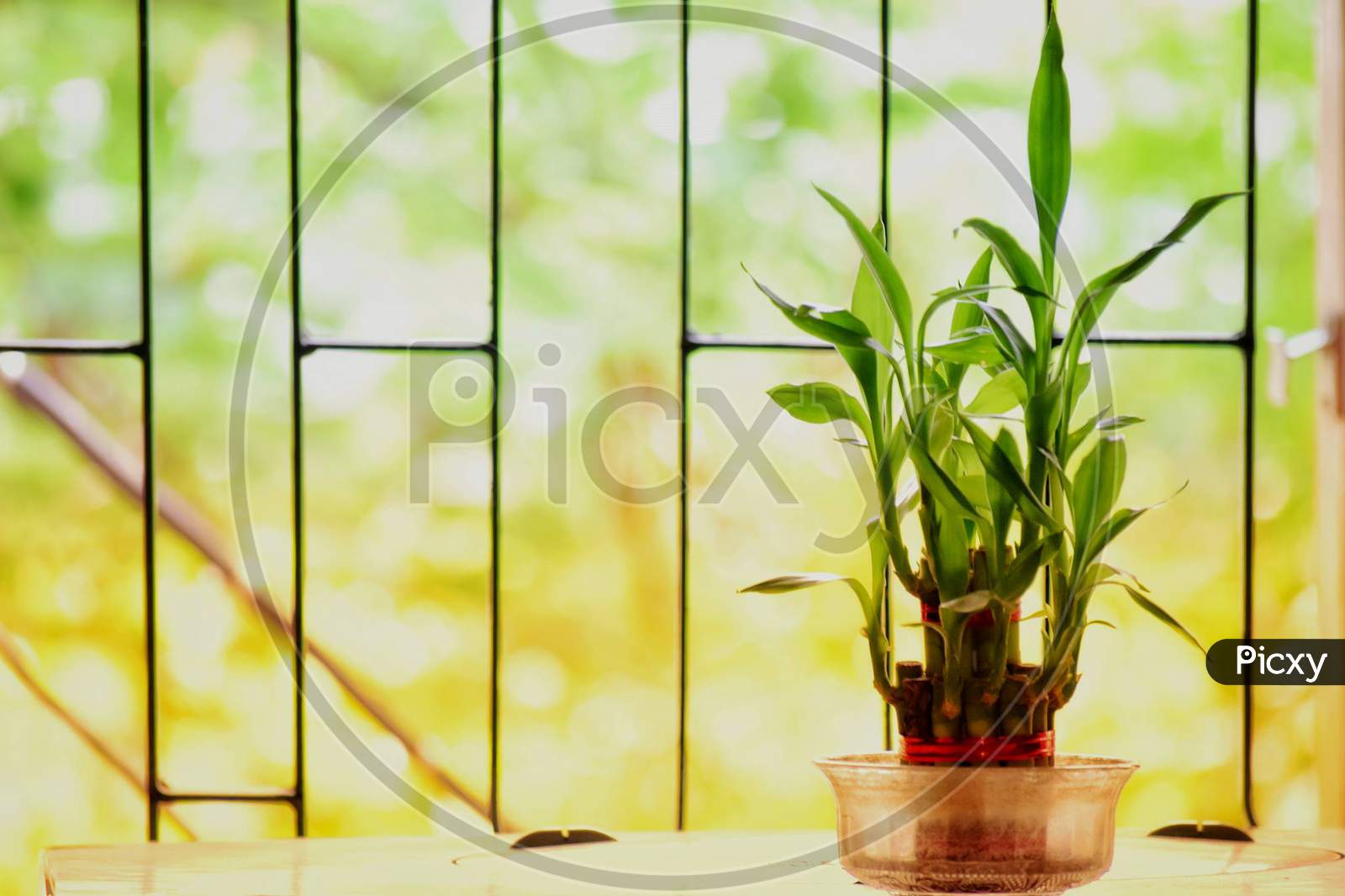 Lucky bamboo during the summer heat of Hyderabad