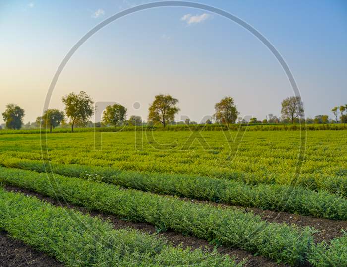 Green Chickpea  Plants growing In Agricultural Fields