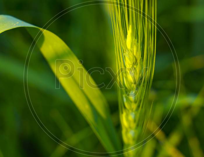 Closeup Of Young Ears of Wheat In Agricultural Fields Or Farm Lands