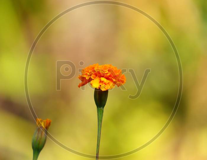 A Marigold Flower Blossoming In Nature