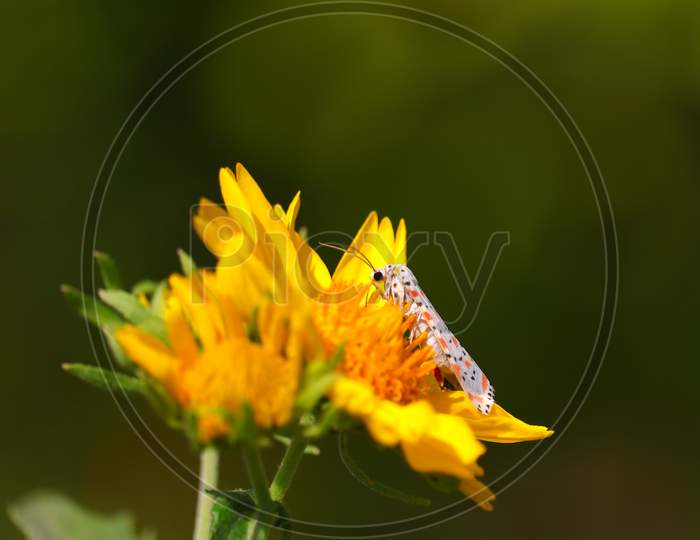 White Butterfly on wild sunflower