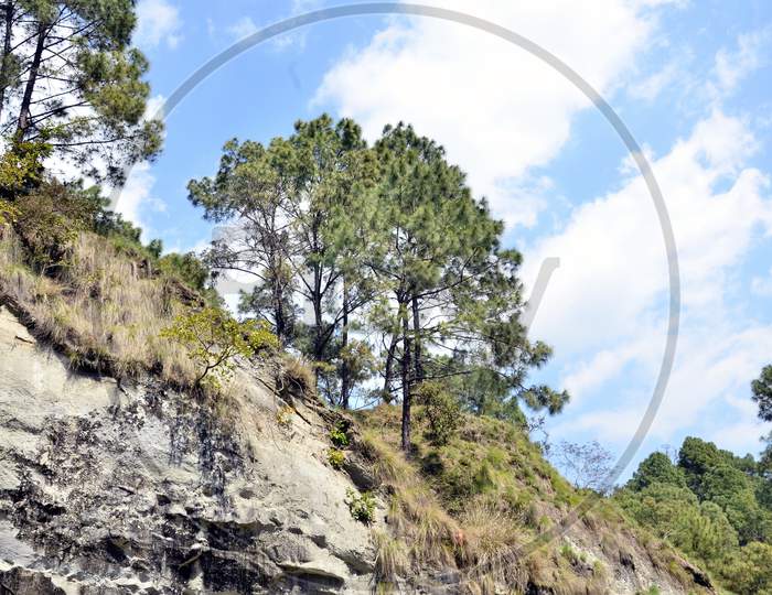 Twp Pine Trees In Shoreline Of Amb River Himachal Pradesh India