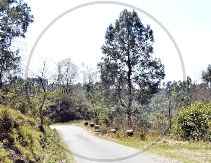 Single Pine Tree Road Side Amb India