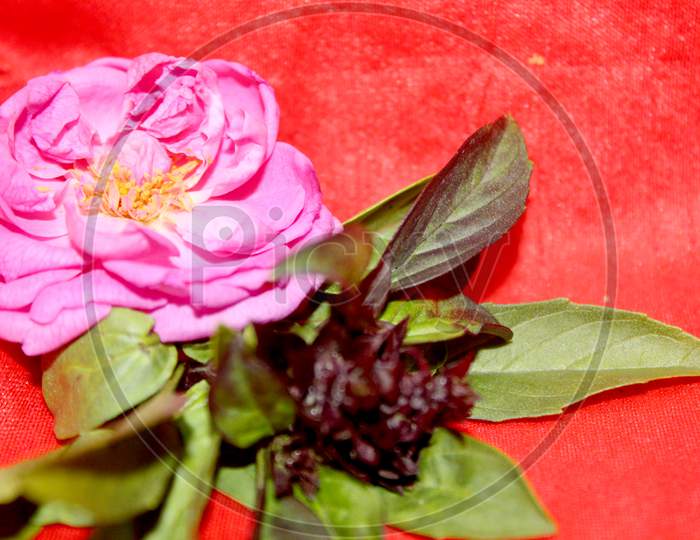 Rose Flower On Red Background
