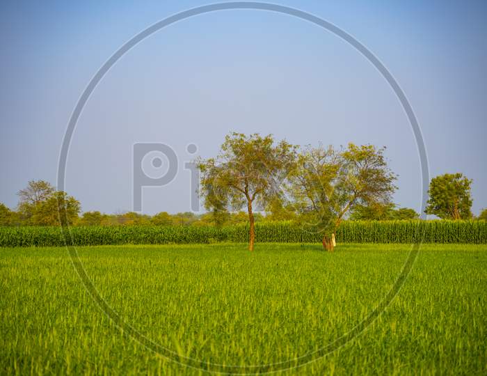 Green Wheat Fields Or Wheat Agricultural Fields