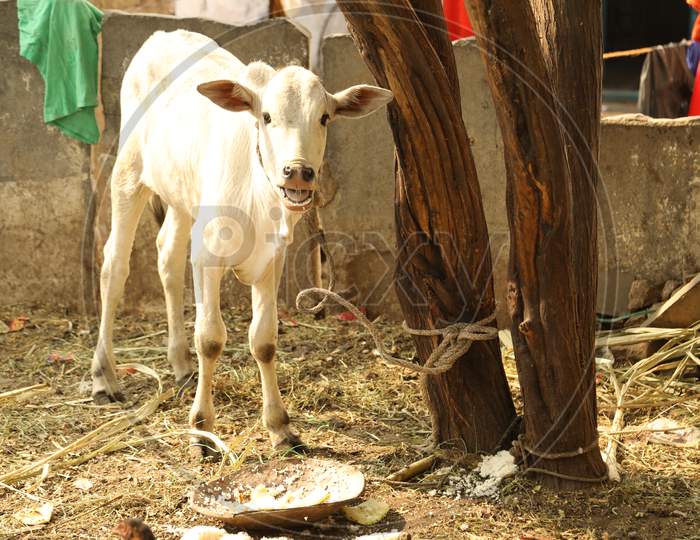 A White Calf Tied to a Tree In an Rural Village