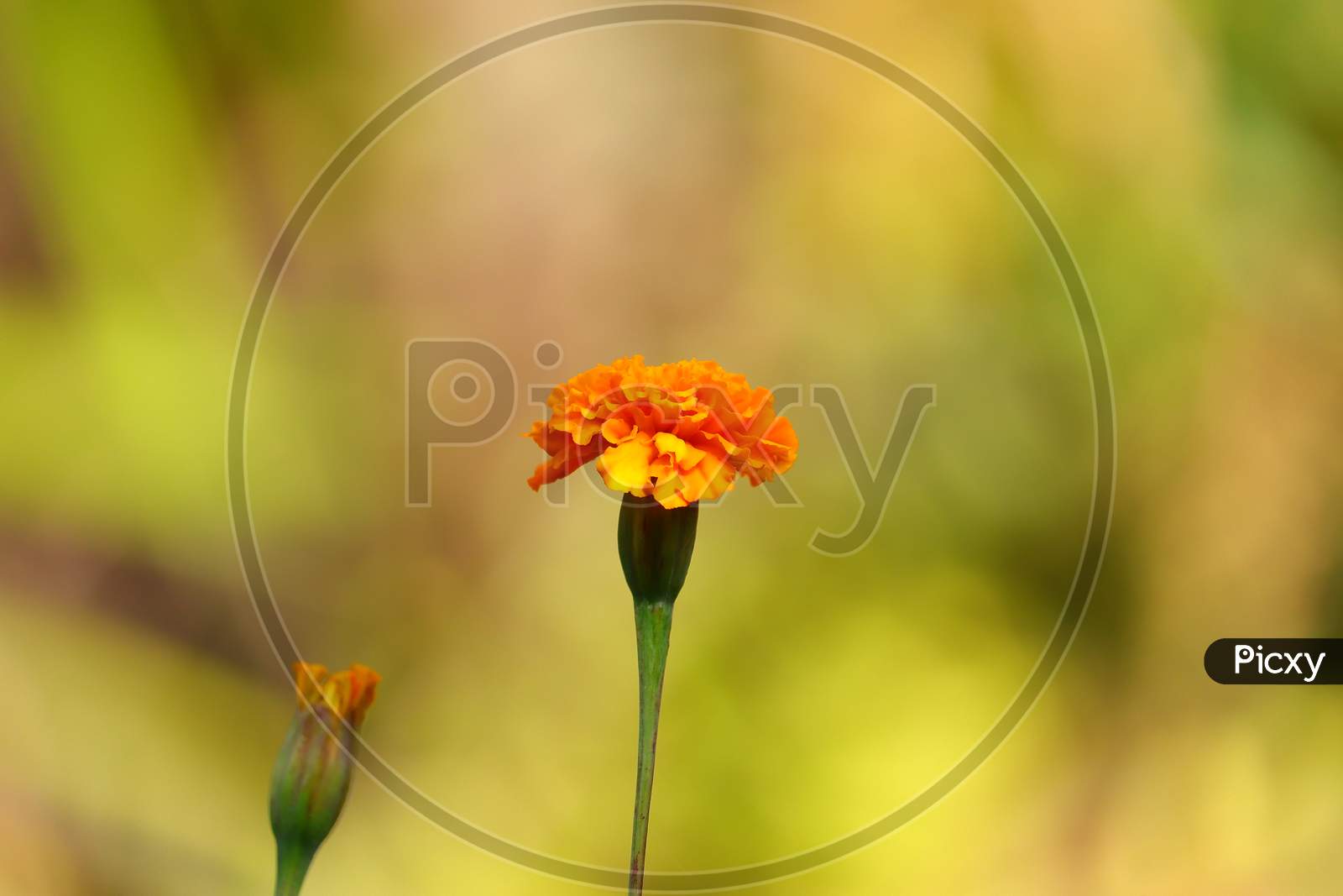 A Marigold Flower Blossoming In Nature