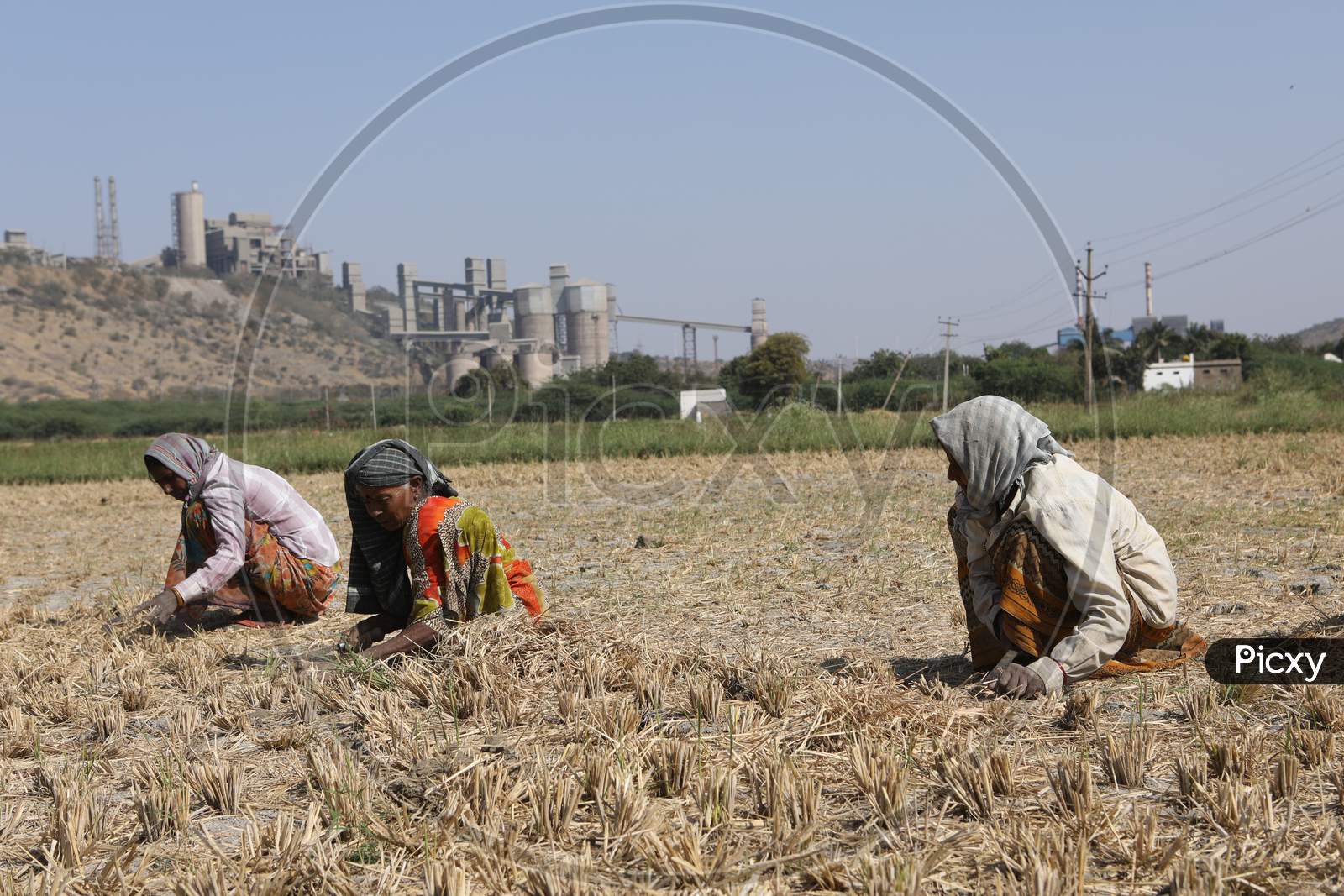Indian Woman Farmers Working in Agricultural Fields