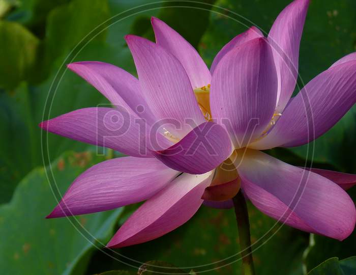 Holy And Elegant Lotus