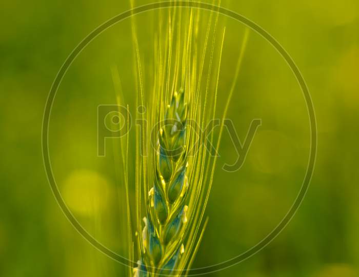 Closeup Of Young Ears of Wheat In Agricultural Fields Or Farm Lands