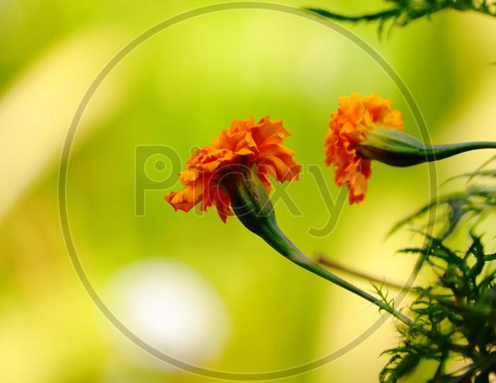 Close Up Of A Marigold Flower Blossoming In Nature