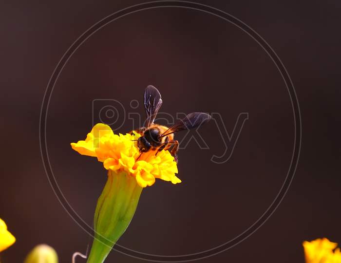 Close Up Of A Worker Honey Bee Collecting Pollen On Blossoming Flowers Of Marigold In Garden
