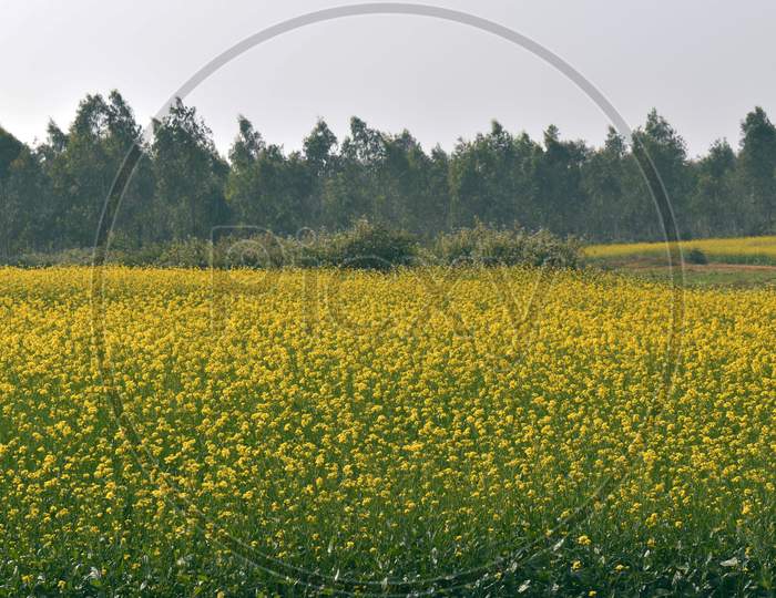 Mustard Field In India