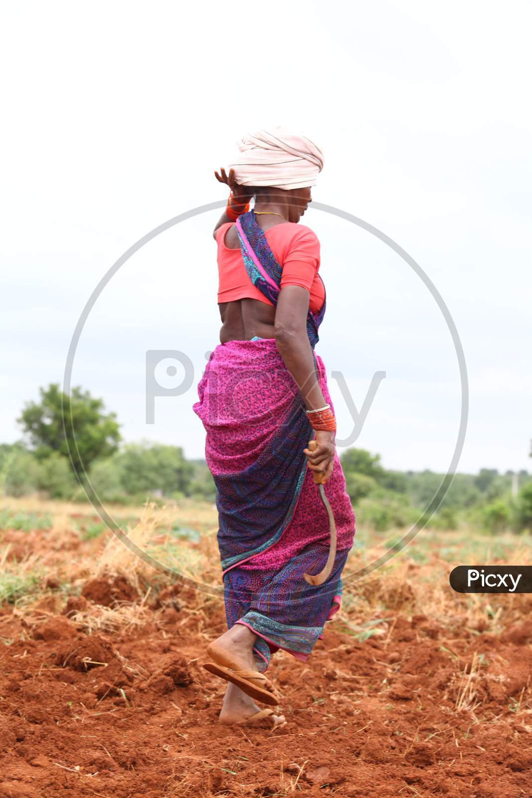 Indian Woman  Farmer Walking In Agricultural Fields
