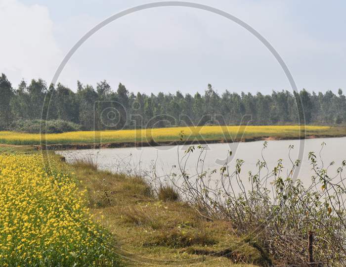 A Mustard Field Just Beside A Pond And A Forest