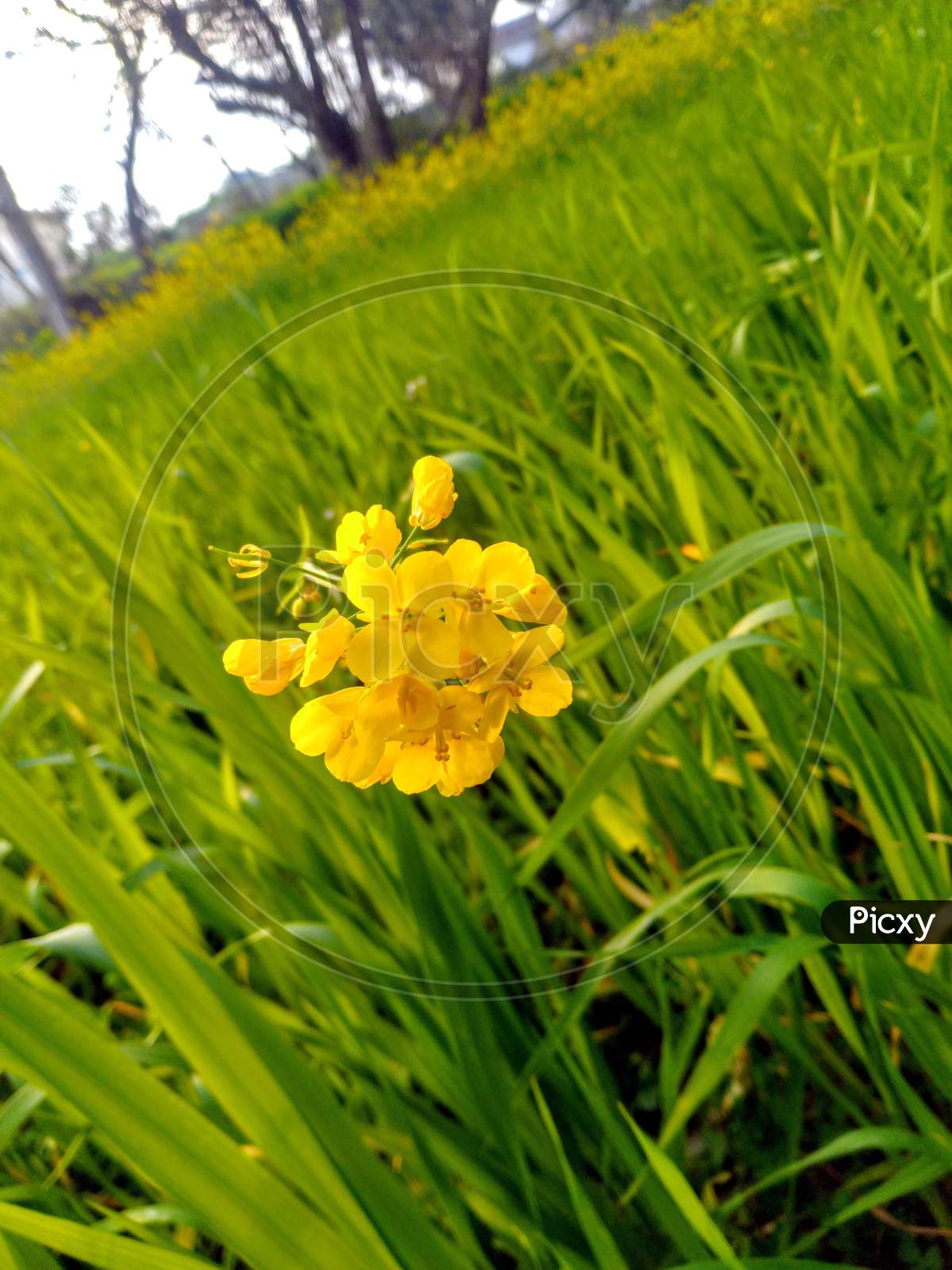 Single Marigold Flower In Nadaun Hamirpur Himachal Pradesh 