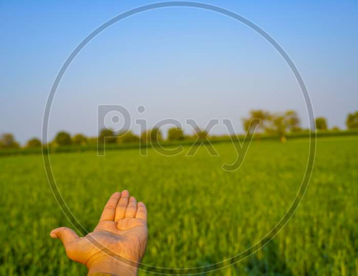 Green Wheat Fields Or Wheat Agricultural Fields