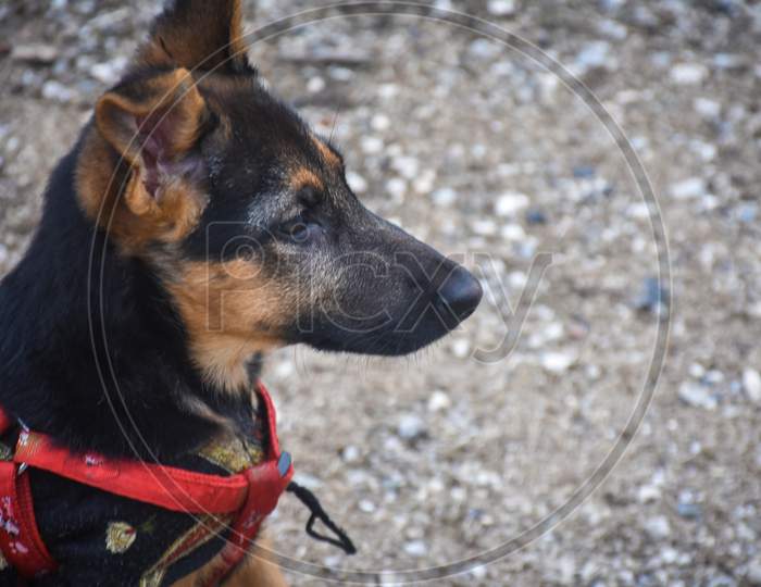 portrait of a German shepherd dog