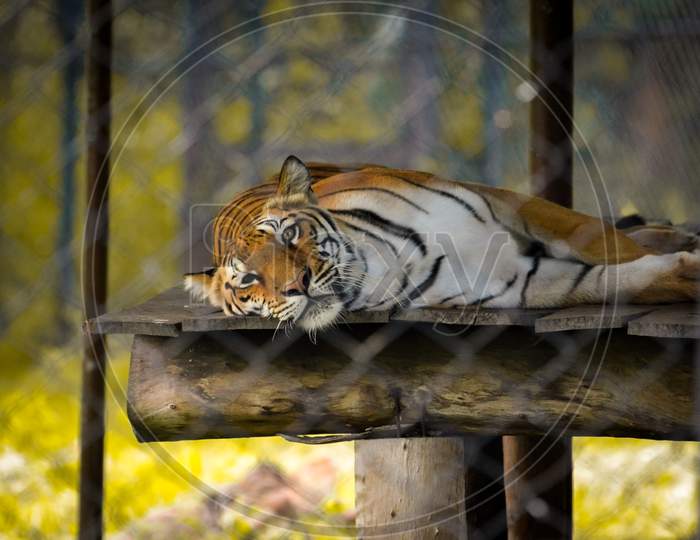 tiger relaxing. 