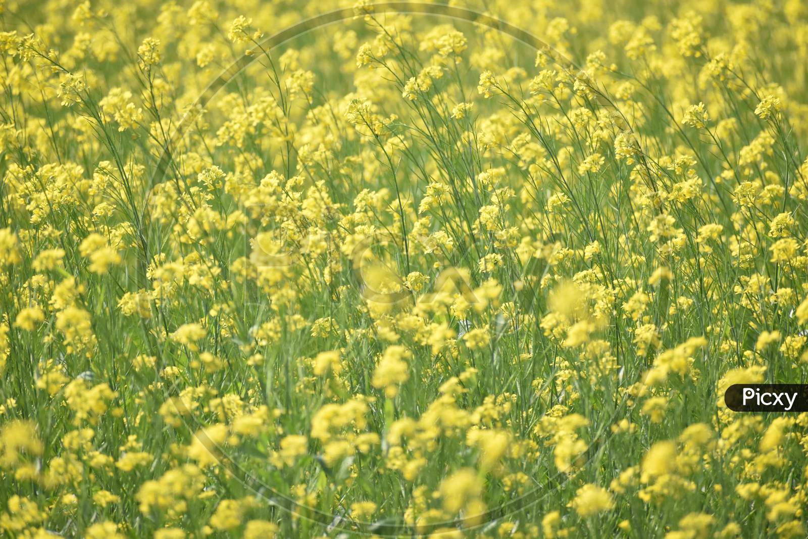 A Windy Morning In A Mustard Field