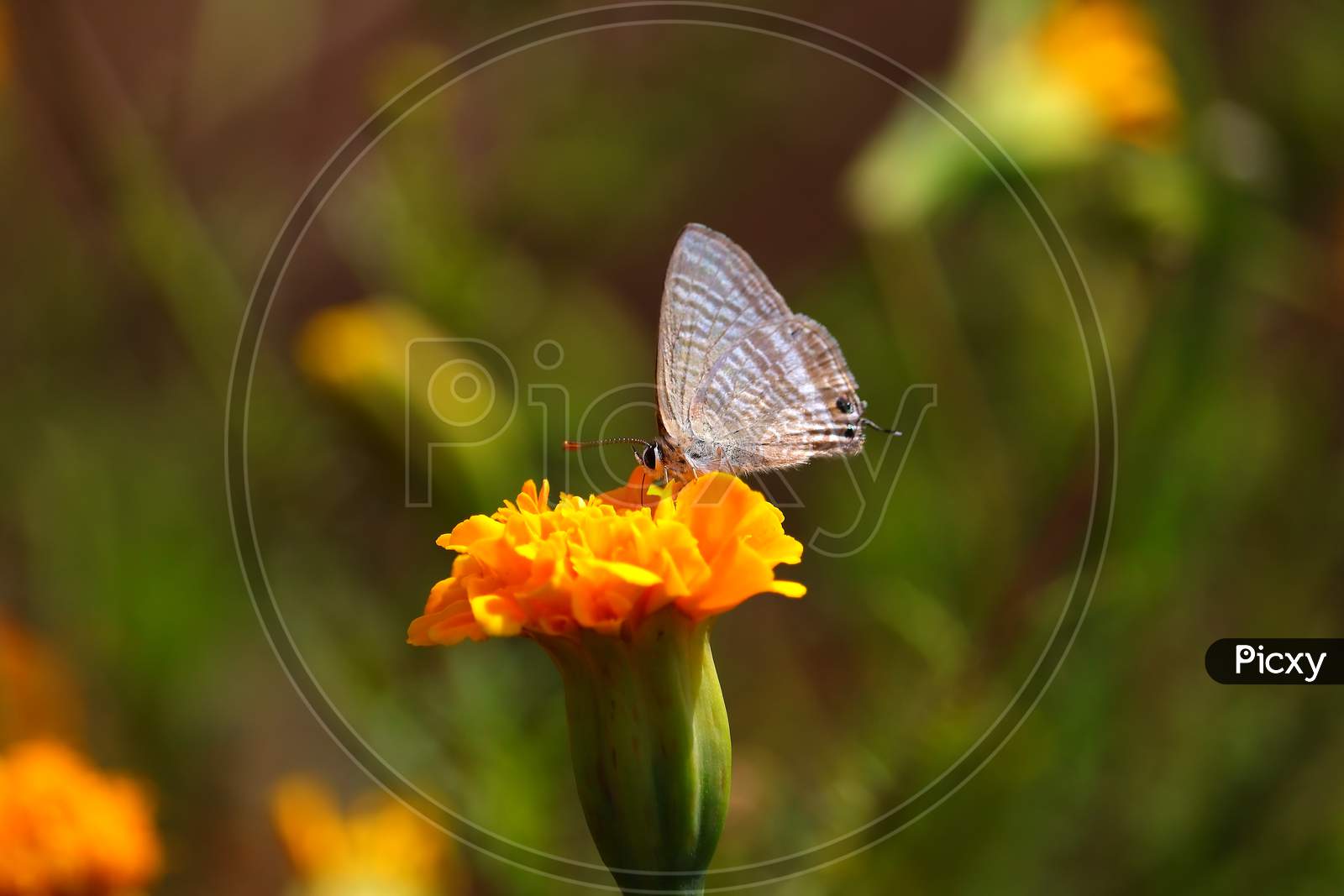 white butterfly on marigold flower