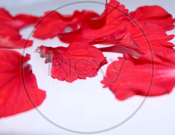Hibiscus Flower Petals Over an Isolated White Background