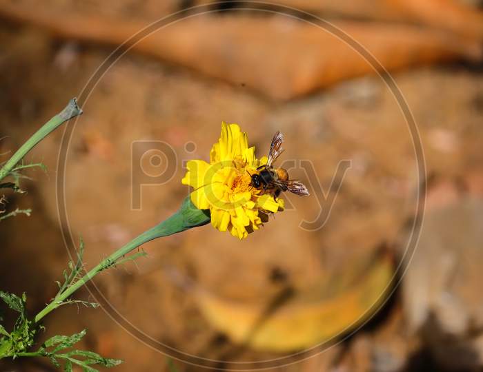 A Honey Bee Collecting Pollen On Blossoming Flowers Of Marigold In Garden