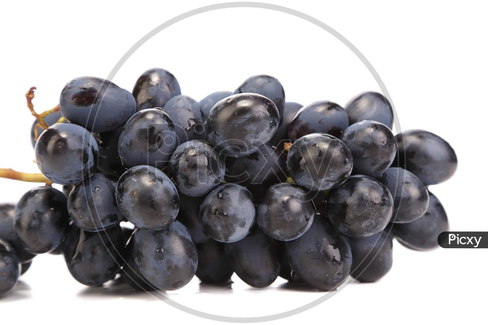Branch Of Black Ripe Grapes. Isolated On A White Background.