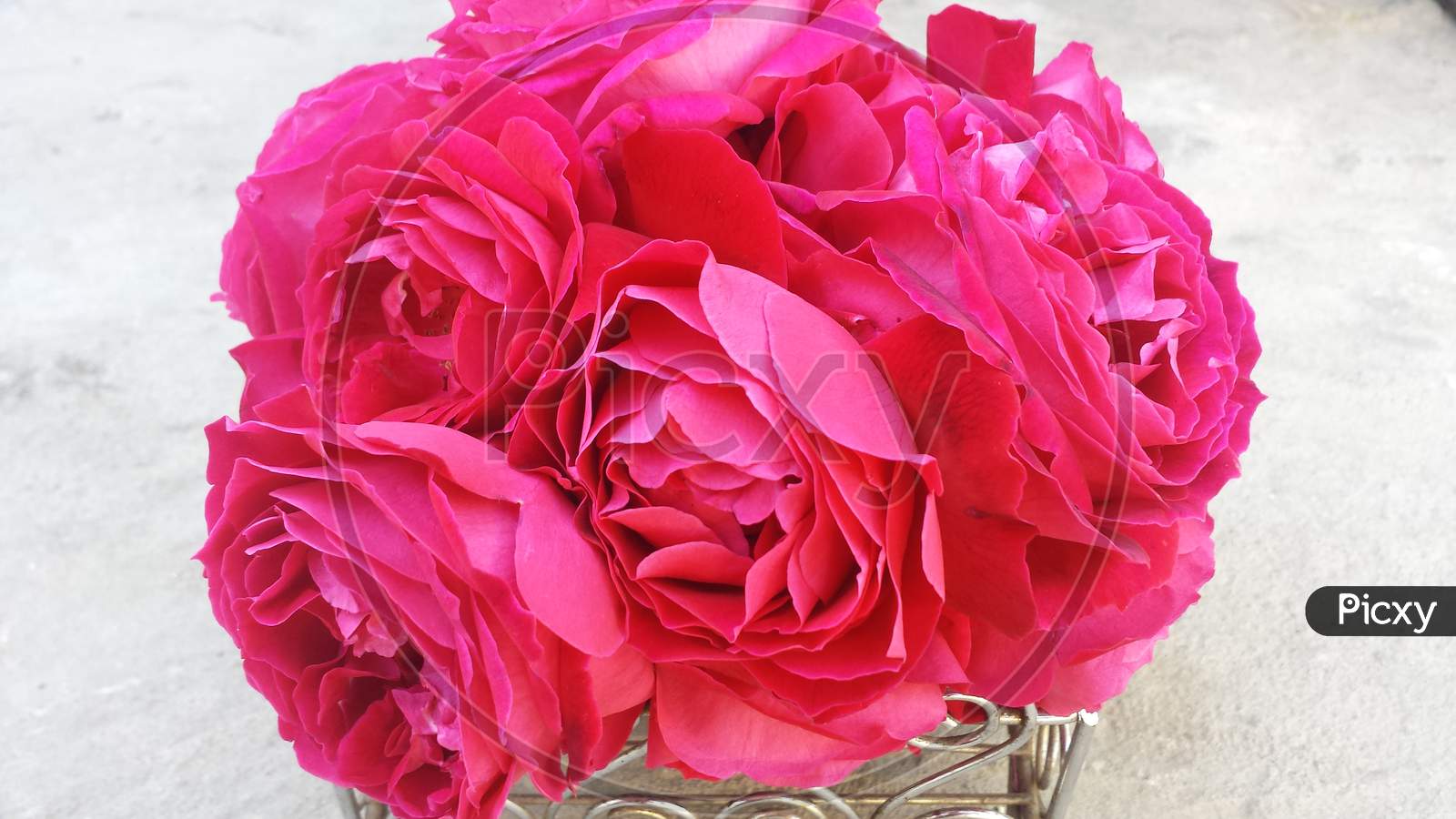 Pink roses bouquet in flowers pot, in spring season