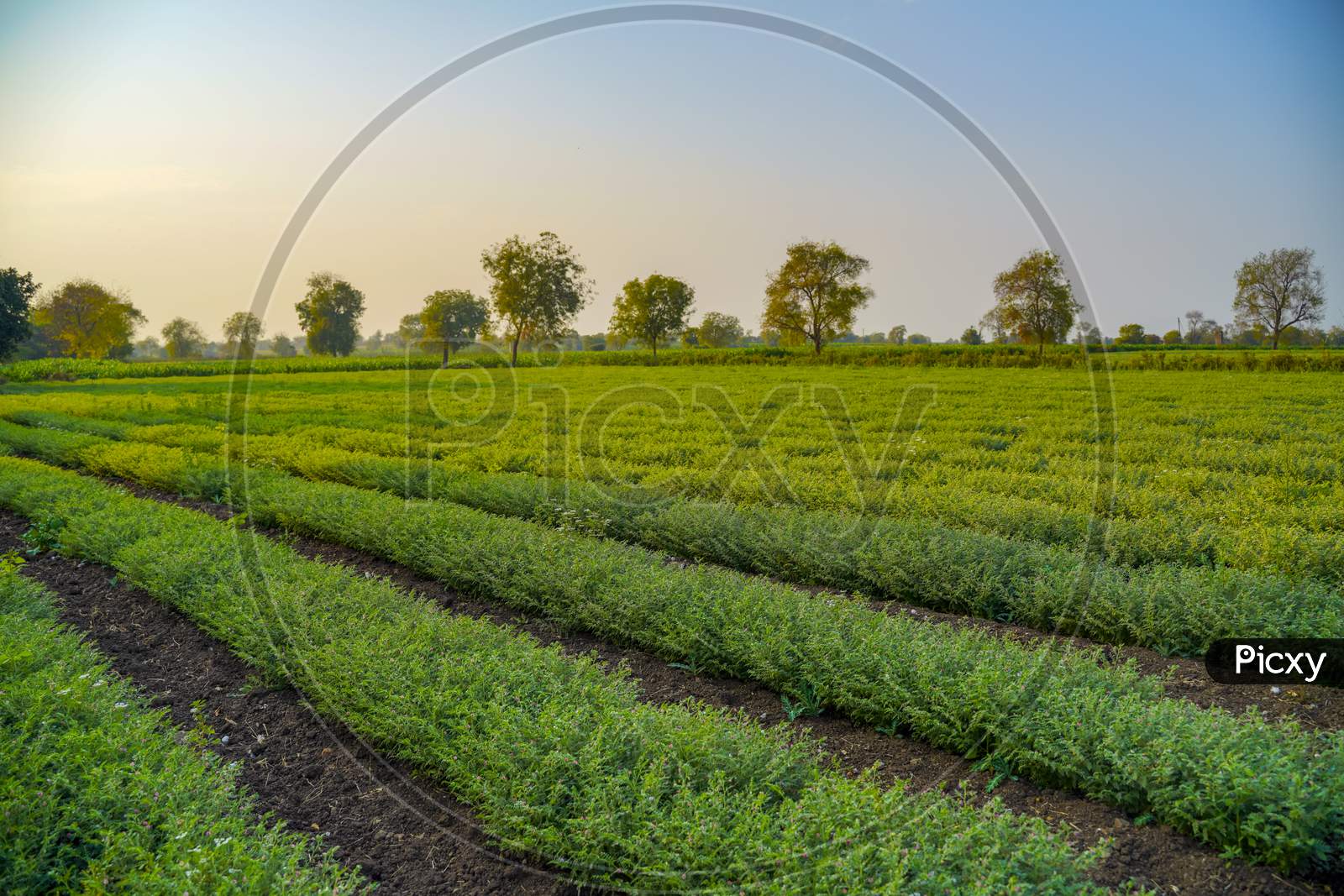 Green Chickpea  Plants growing In Agricultural Fields