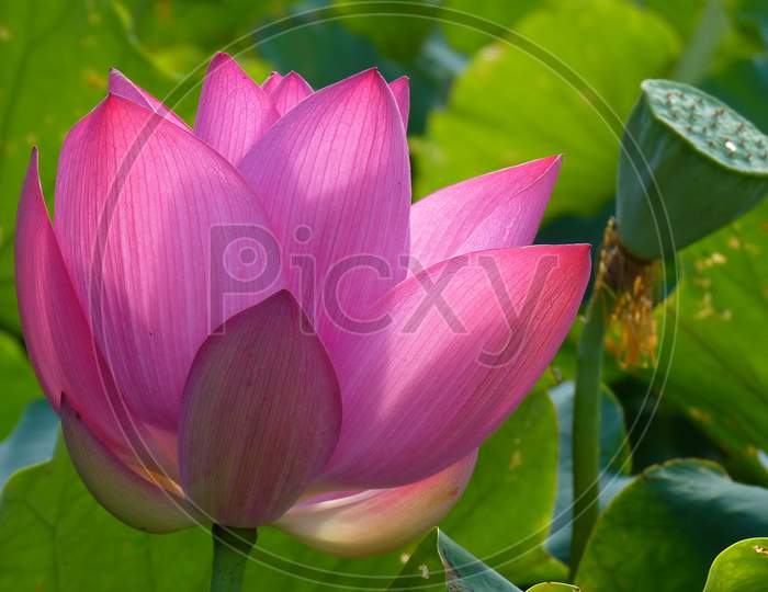 Holy And Elegant Lotus