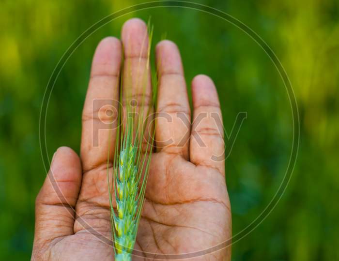 Closeup Of Young Ears of Wheat On Farmer Hand  In Agricultural Fields Or Farm Lands