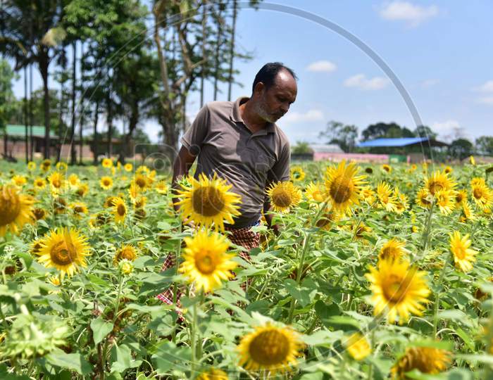 Farmer Checks His Sunflower Field